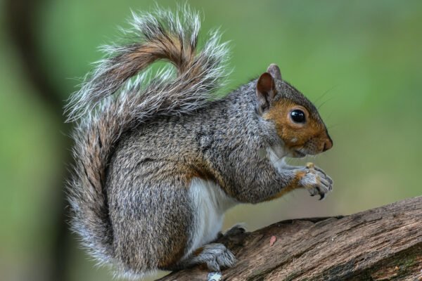 About Dull Squirrels