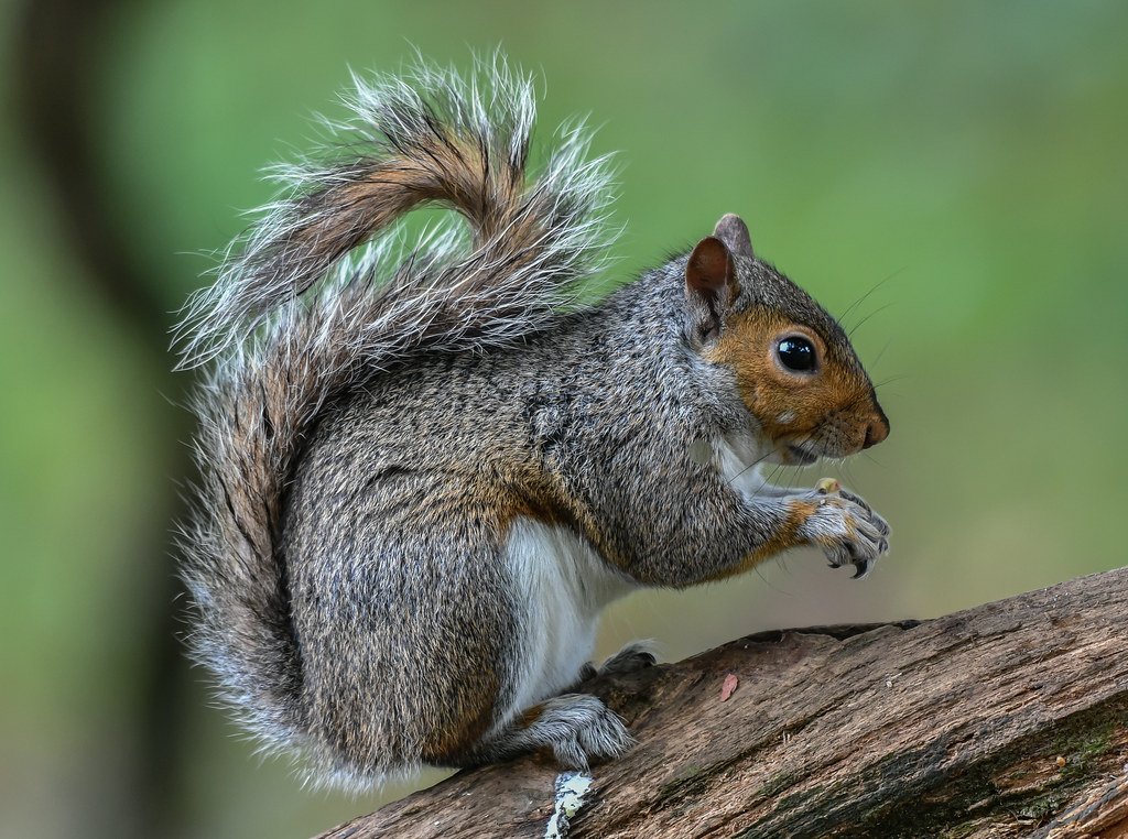 About Dull Squirrels