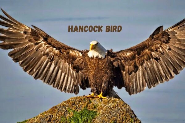 hancock bird meaning