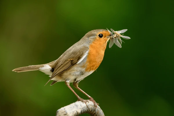 Bird that feeds on insects