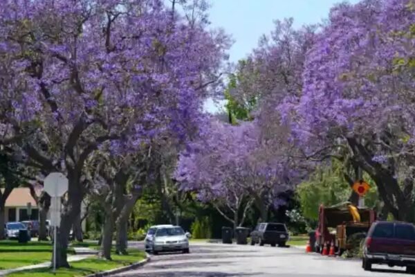 Purple trees in California – Dancing in the purple rain