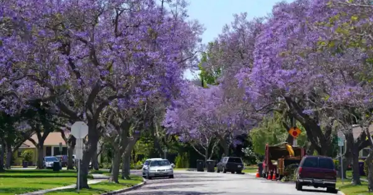 Purple trees in California – Dancing in the purple rain