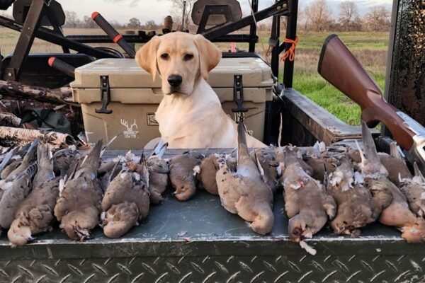 Texas Dove Season: 2024-2025 Hunting Dates & Information