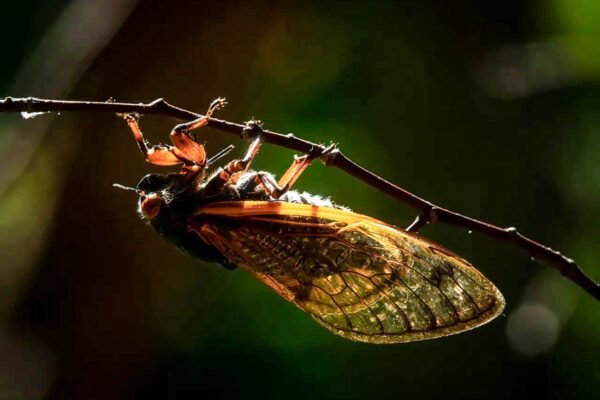 doble camada de cigarras 2024