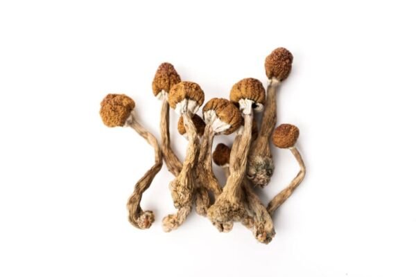 how long does it take shrooms to kick in​